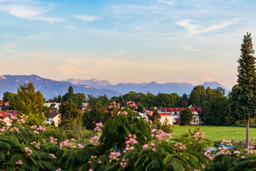 alps with flowers