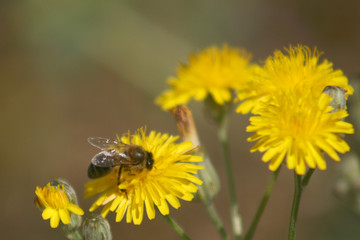 THE BEE AND THE FLOWER