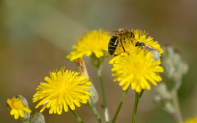 INSECT OVER YELLOW FLOWER