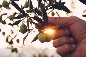 Olive branch in farmer's hand - close up. Agriculture or gardening - country outdoor scenery, gold...