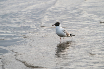 Beautiful seaside view of flying seagull in Europe - Latvia, near the Baltic Sea.