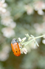 ORANGE INSECT OVER THE GRASS