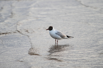 Beautiful seaside view of flying seagull in Europe - Latvia, near the Baltic Sea.