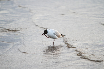 Beautiful seaside view of flying seagull in Europe - Latvia, near the Baltic Sea.