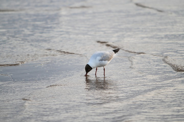 Beautiful seaside view of flying seagull in Europe - Latvia, near the Baltic Sea.