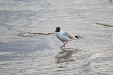 Beautiful seaside view of flying seagull in Europe - Latvia, near the Baltic Sea.