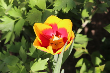  Colorful tulips bloom in the spring garden