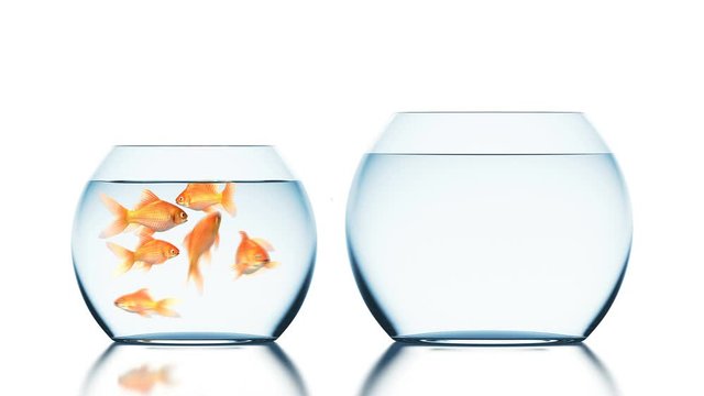 Brave Goldfish Jumps into the Bigger and Uninhabited Aquarium, Beautiful 3d Animation on a White Background with a Blurred Reflection, 4K Ultra HD 3840x2160