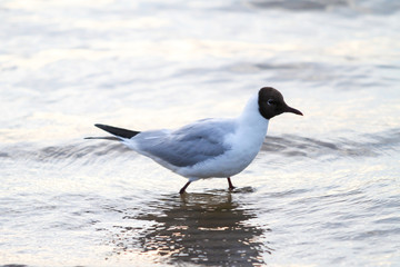 Beautiful seaside view of flying seagull in Europe - Latvia, near the Baltic Sea.