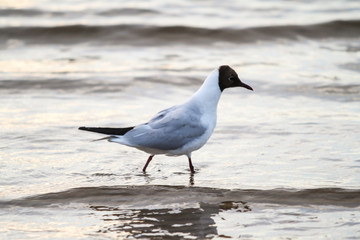 Beautiful seaside view of flying seagull in Europe - Latvia, near the Baltic Sea.
