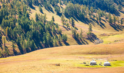 Xinjiang Kanas grassland scenery