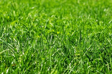 bright green grass with dew drops on a Sunny day