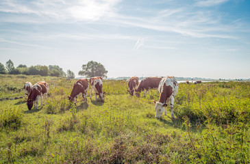 Red and white cows graze on the floodplains of the Dutch river Waal