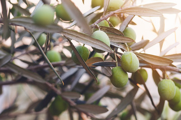 Olive branches on sunset in mediterranean region