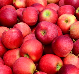 Fototapeta na wymiar Viele rote reife Äpfel - Apfelernte - Erntezeit in Südtirol