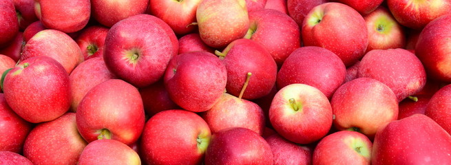 Hintergrund rote Äpfel nach der Apfelernte in Südtirol