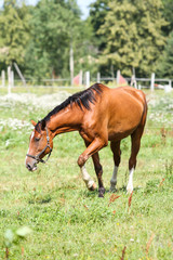 Fototapeta premium Beautiful Latvia countryside view of a small horse animal farm in a deep countryside small city.