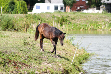 Fototapeta premium Beautiful Latvia countryside view of a small horse animal farm in a deep countryside small city.