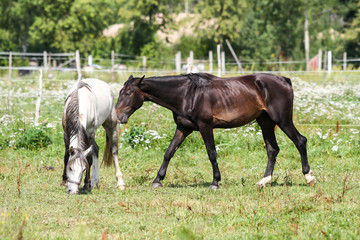 Fototapeta premium Beautiful Latvia countryside view of a small horse animal farm in a deep countryside small city.