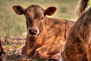calf relaxing in the shadows of a tree