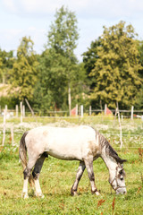 Obraz na płótnie Canvas Beautiful Latvia countryside view of a small horse animal farm in a deep countryside small city.
