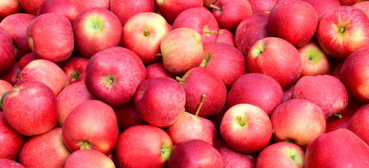 Viele rote reife Äpfel - Apfelernte - Erntezeit in Südtirol