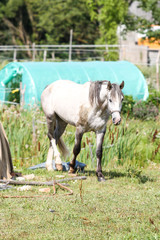 Obraz premium Beautiful Latvia countryside view of a small horse animal farm in a deep countryside small city.