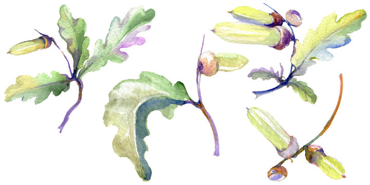 Forest acorn green leaf and nut. Watercolor background illustration set. Isolated oak illustration element.
