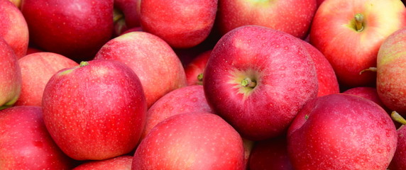 Fototapeta na wymiar Hintergrund rote Äpfel nach der Apfelernte in Südtirol