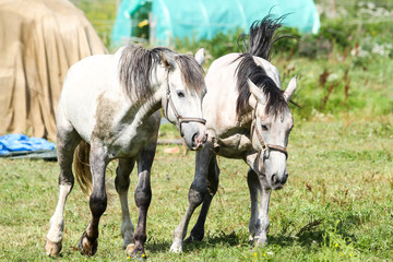 Beautiful Latvia countryside view of a small horse animal farm in a deep countryside small city.