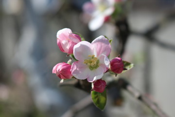Pink flowers bloom on an apple tree in spring.