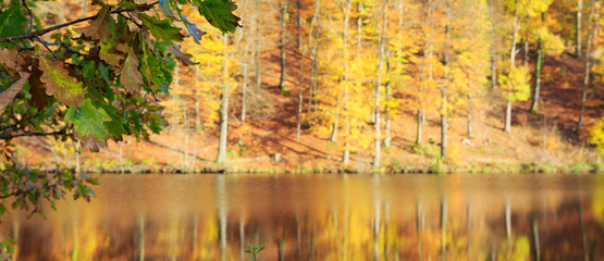 Reflection autumn colorful trees in the forest lake and oak branch.