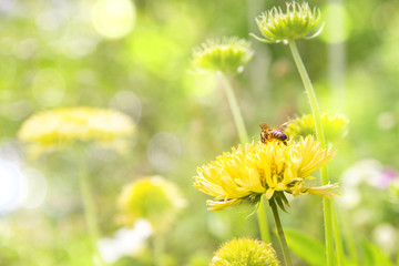Bee on yellow gaillardia. Summer in the garden.