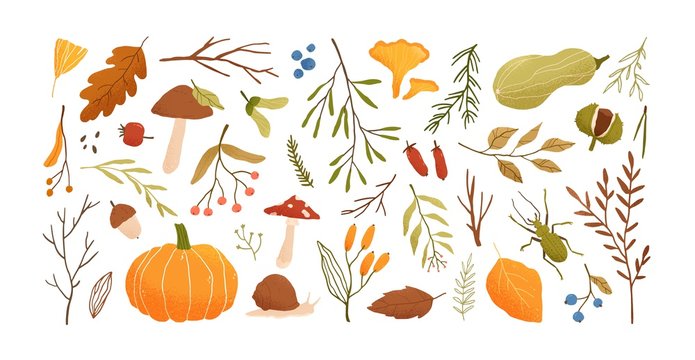 Autumn set. Collection of hand drawn fallen leaves, vegetables, berries, acorns, forest mushrooms, tree branches isolated on white background. Elegant seasonal vector illustration in realistic style.