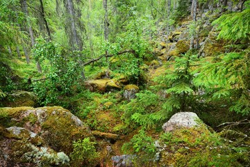 Forest on granite rocks and canyons in Finland © Alex Stemmer