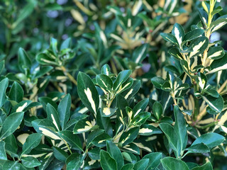 Green leaves with yellow stripes background. Copy space  