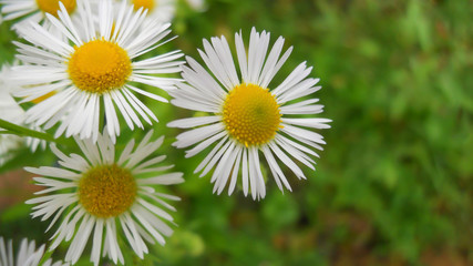 Obraz premium Erigeron annuus L. Pers. wildflowers white flowers similar to daisies
