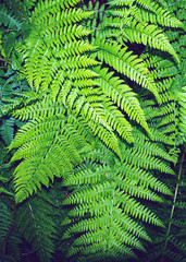 foglie di felce sfondo forestaa tropicale