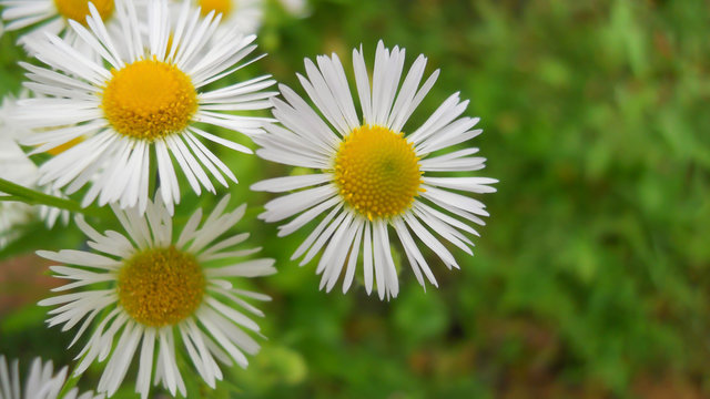 Erigeron annuus L. Pers. wildflowers white flowers similar to daisies