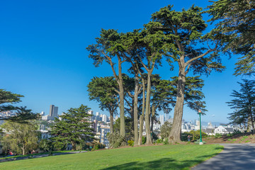 Fototapeta na wymiar Day view of lush green tree at Alamos Square in San Francisco, CA 