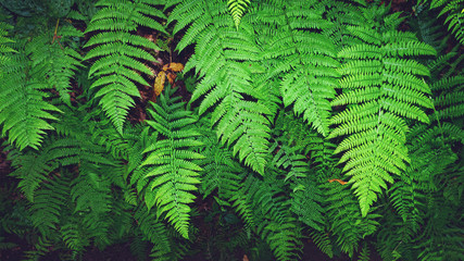 felce verde sfondo