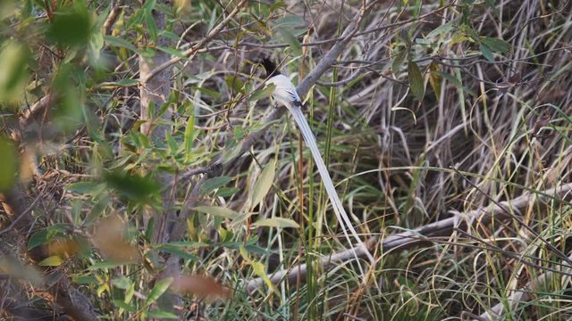 an asian paradise flycatcher bird at tadoba andhari tiger reserve in india- 4K 60p