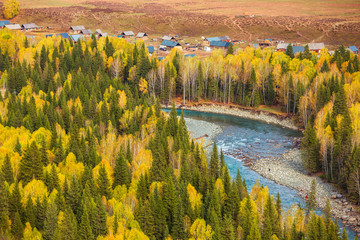 Xinjiang Hemu birch forest autumn scenery