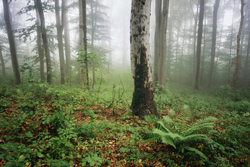 lush vegetation in green forest on rainy day