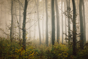 autumn forest landscape with trees in mist