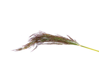 reeds isolated on white background © Oleg