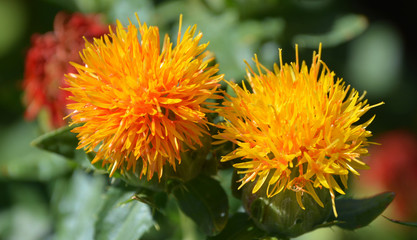Safflower (Carthamus tinctorius) is a highly branched, herbaceous, thistle-like annual plant. It is...