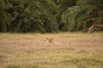 Wide View of Amboseli National Park Vegetation with Lioness Center Frame, Kenya