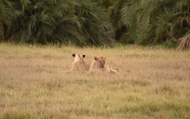 Young Lions Lying Back-to-Back in Field, Amboseli, Kenya