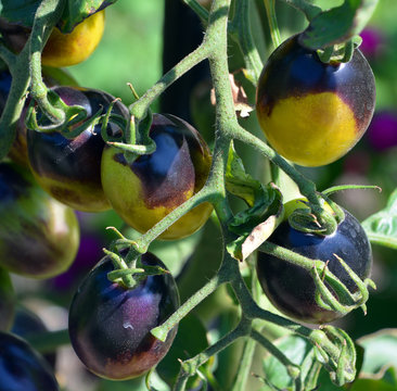 Brad's atomic grape' is a Tomato variety in the Solanum genus with a  scientific name of Solanum lycopersicum. 'Brad's atomic grape' is  considered a heirloom cultivar. foto de Stock | Adobe Stock